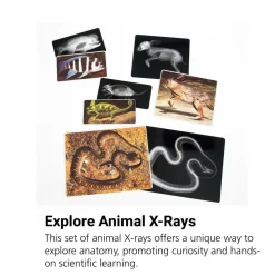 Animal X-Rays - Set of 13