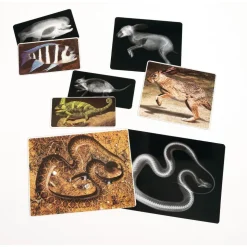 Animal X-Rays - Set of 13