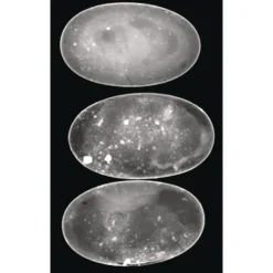 Animal X-Rays - Set of 13