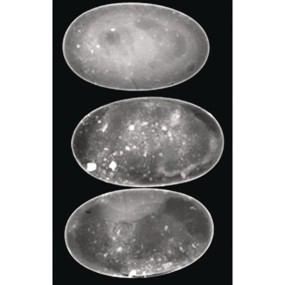 Animal X-Rays - Set of 13