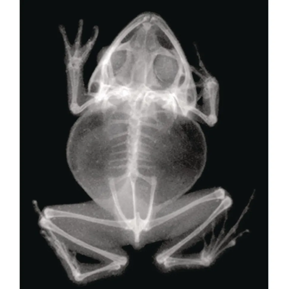Animal X-Rays - Set of 13