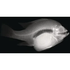 Animal X-Rays - Set of 13