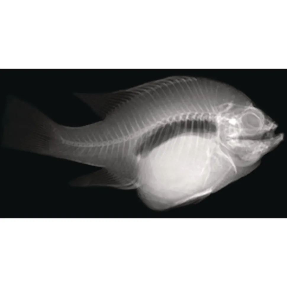 Animal X-Rays - Set of 13