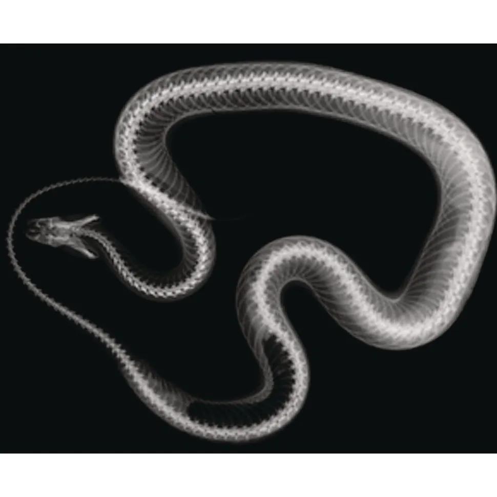 Animal X-Rays - Set of 13