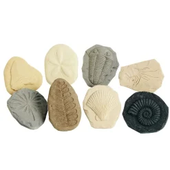 Bug & Fossil Set - 16 Pieces