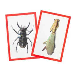 Bug X-Rays and Photo Cards - Set of 72