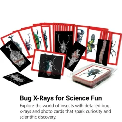 Bug X-Rays and Photo Cards - Set of 72