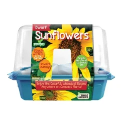 Dwarf Sunflowers