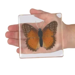 Excellerations® Acrylic Butterflies, Bugs and Sea Specimens - Set of 12