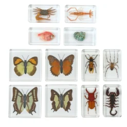 Excellerations® Acrylic Butterflies, Bugs and Sea Specimens - Set of 12