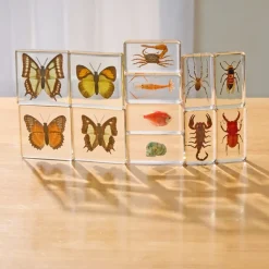 Excellerations® Acrylic Butterflies, Bugs and Sea Specimens - Set of 12