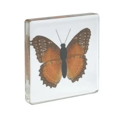 Excellerations® Acrylic Butterflies, Bugs and Sea Specimens - Set of 12