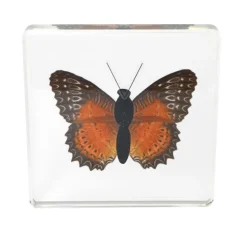 Excellerations® Acrylic Butterfly Specimens - Set of 4
