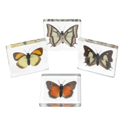 Excellerations® Acrylic Butterfly Specimens - Set of 4
