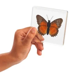 Excellerations® Acrylic Butterfly Specimens - Set of 4