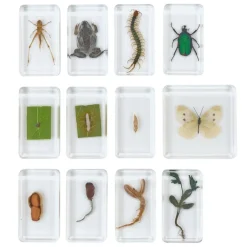 Excellerations® Acrylic Garden Friends, Butterfly and Plant Life Cycle Specimens - Set of 12
