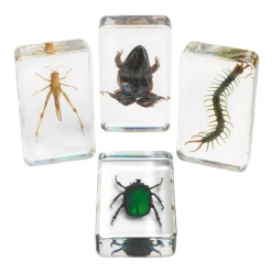 Excellerations® Acrylic Garden Friends Specimens - Set of 4