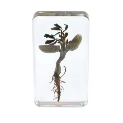 Excellerations® Acrylic Peanut Life Cycle Specimens - Set of 4