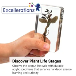 Excellerations® Acrylic Peanut Life Cycle Specimens - Set of 4