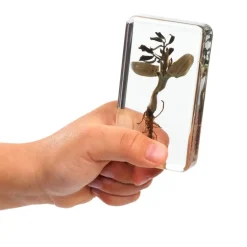 Excellerations® Acrylic Peanut Life Cycle Specimens - Set of 4