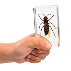 Excellerations® Acrylic Scary Bug Specimens - Set of 4
