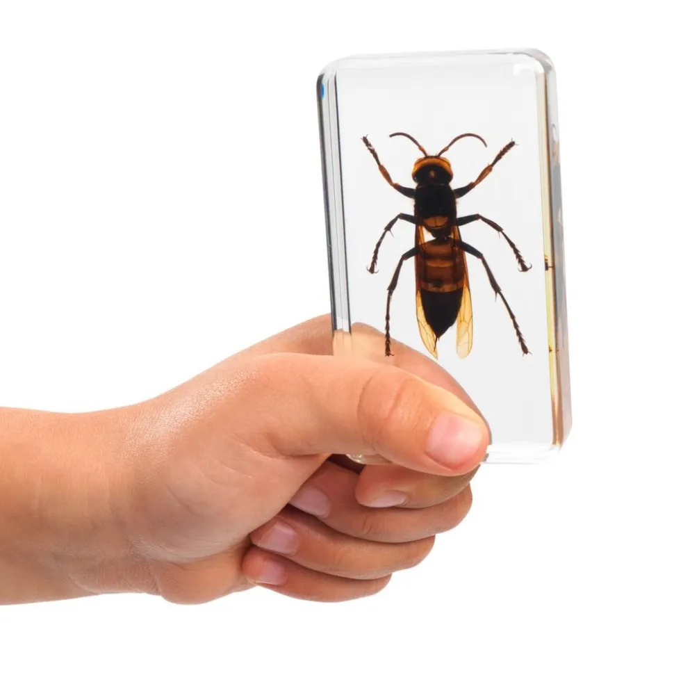 Excellerations® Acrylic Scary Bug Specimens - Set of 4
