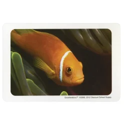 Excellerations® Familiar Object Language Card Set, Set of 168