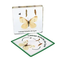 Excellerations® Insect Life Cycle Specimens - Set of 5