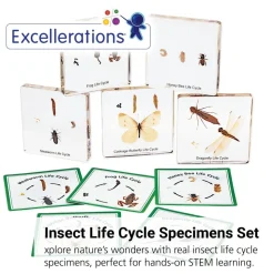 Excellerations® Insect Life Cycle Specimens - Set of 5