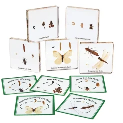 Excellerations® Insect Life Cycle Specimens - Set of 5