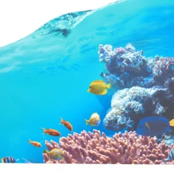 Excellerations® Scenery Station - Coral Reef