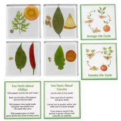 Excellerations® SpeciFun™ 4 Fruit + Vegetable Lifecycle Tiles & Cards