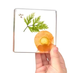 Excellerations® SpeciFun™ 4 Fruit + Vegetable Lifecycle Tiles & Cards