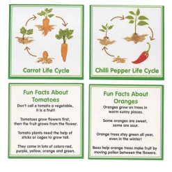 Excellerations® SpeciFun™ 4 Fruit + Vegetable Lifecycle Tiles & Cards