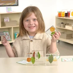 Excellerations® SpeciFun™ 4 Fruit + Vegetable Lifecycle Tiles & Cards