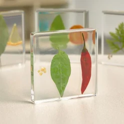 Excellerations® SpeciFun™ 4 Fruit + Vegetable Lifecycle Tiles & Cards