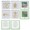 Excellerations® SpeciFun™ 4 Skeleton Specimen Tiles & Cards