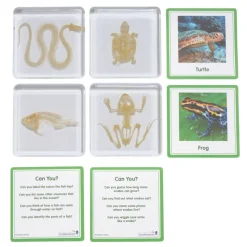 Excellerations® SpeciFun™ 4 Skeleton Specimen Tiles & Cards