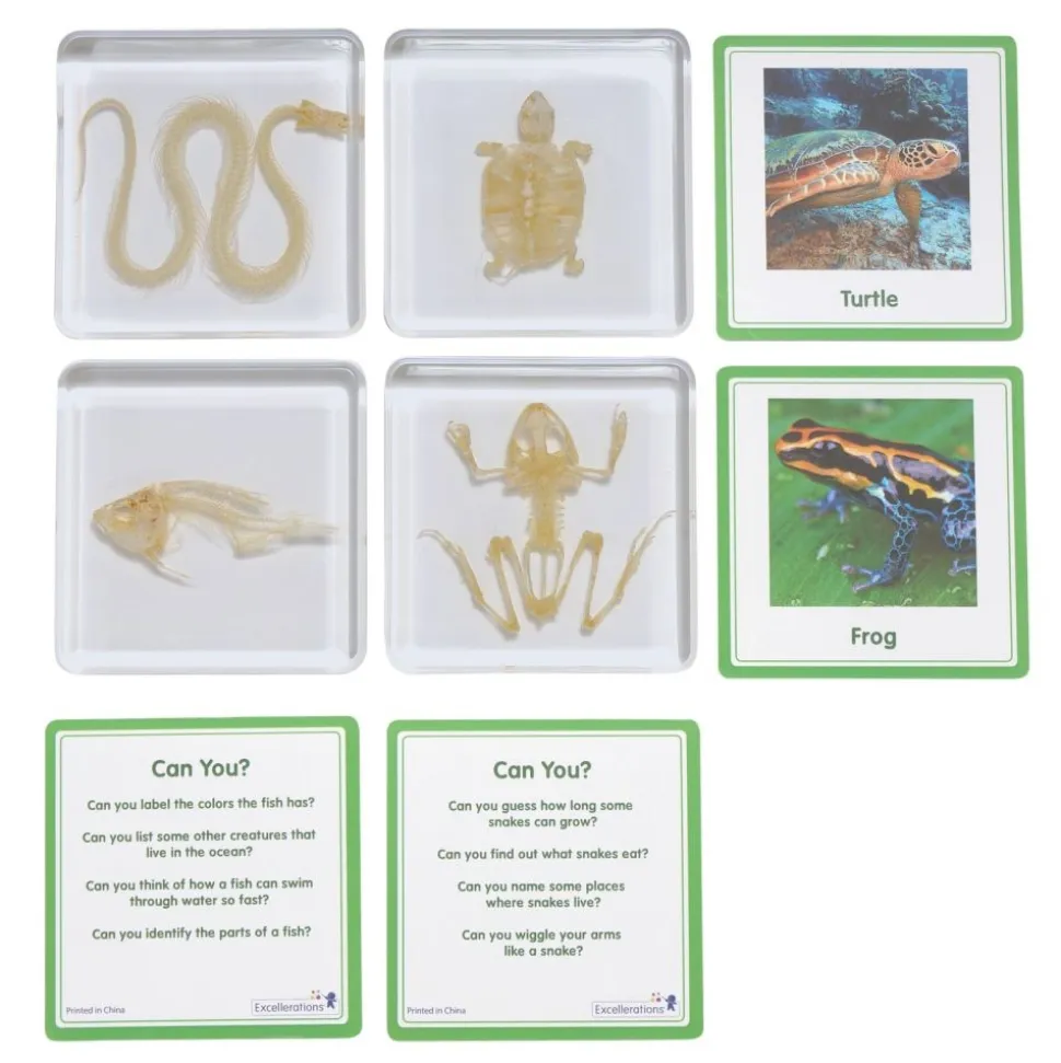 Excellerations® SpeciFun™ 4 Skeleton Specimen Tiles & Cards
