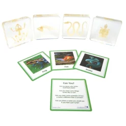 Excellerations® SpeciFun™ 4 Skeleton Specimen Tiles & Cards
