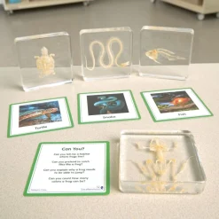 Excellerations® SpeciFun™ 4 Skeleton Specimen Tiles & Cards