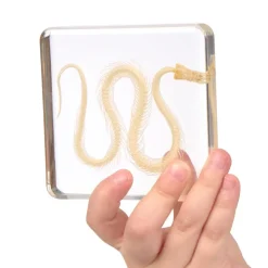 Excellerations® SpeciFun™ 4 Skeleton Specimen Tiles & Cards