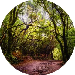 Forest Discovery Plat Mat