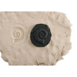Fossil Stones - Set of 8