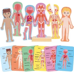 Human Body Magnetic Puzzle - 63pcs