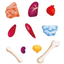 Human Body Puzzle - 60pcs in carry case