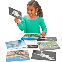 Insect & Dinosaur X-Rays - 96 cards