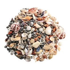 Sea Shells, Small - 1 lb.