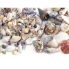 Sea Shells, Small & Medium Size - 2 lbs.