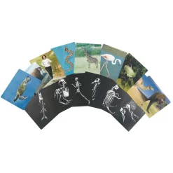 What's Inside Animal X-Rays - Set of 16